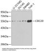 Cell Division Cycle 20 (CDC20) Antibody