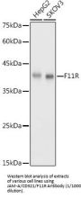 Junctional Adhesion Molecule 1 / JAM1 (F11R) Antibody