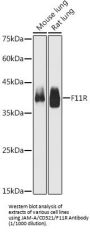 Junctional Adhesion Molecule 1 / JAM1 (F11R) Antibody