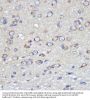 Junctional Adhesion Molecule 1 / JAM1 (F11R) Antibody