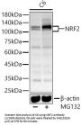 Nuclear Factor, Erythroid Derived 2 Like 2 (NFE2L2) Antibody