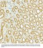 Nuclear Factor, Erythroid Derived 2 Like 2 (NFE2L2) Antibody