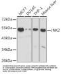 Mitogen-Activated Protein Kinase 9 / JNK2 (MAPK9) Antibody