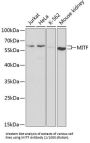 Melanogenesis Associated Transcription Factor (MITF) Antibody