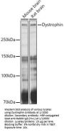 Dystrophin (DMD) Antibody