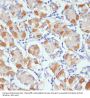 Aryl Hydrocarbon Receptor (AHR) Antibody