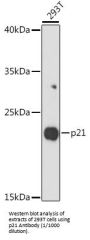 Cyclin Dependent Kinase Inhibitor 1A (CDKN1A) Antibody