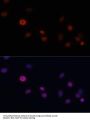 Cyclin Dependent Kinase Inhibitor 1A (CDKN1A) Antibody