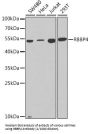 Histone-Binding Protein RBBP4 (RBBP4) Antibody