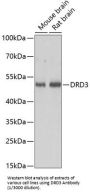 Dopamine Receptor D3 (DRD3) Antibody
