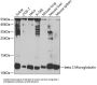 Beta-2-Microglobulin (B2M) Antibody