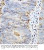 Beta-2-Microglobulin (B2M) Antibody
