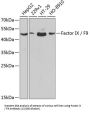 Coagulation Factor IX (F9) Antibody
