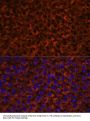 Coagulation Factor IX (F9) Antibody