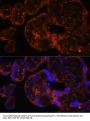 Coagulation Factor IX (F9) Antibody