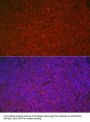 Protein C-Ets-1 (ETS1) Antibody