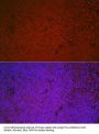 Protein C-Ets-1 (ETS1) Antibody