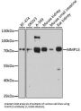 Matrix Metalloproteinase 13 (MMP13) Antibody