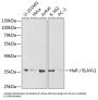 ELAV (Embryonic Lethal, Abnormal Vision, Drosophila)-Like 1 (Hu Antigen R) (ELAVL1) Antibody