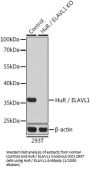 ELAV (Embryonic Lethal, Abnormal Vision, Drosophila)-Like 1 (Hu Antigen R) (ELAVL1) Antibody