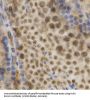ELAV (Embryonic Lethal, Abnormal Vision, Drosophila)-Like 1 (Hu Antigen R) (ELAVL1) Antibody