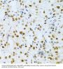 ELAV (Embryonic Lethal, Abnormal Vision, Drosophila)-Like 1 (Hu Antigen R) (ELAVL1) Antibody
