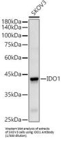 Indoleamine 2,3-Dioxygenase 1 (INDO) Antibody