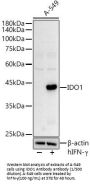 Indoleamine 2,3-Dioxygenase 1 (INDO) Antibody