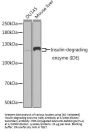 Insulin Degrading Enzyme (IDE) Antibody