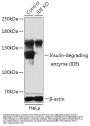 Insulin Degrading Enzyme (IDE) Antibody