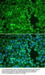 Insulin Degrading Enzyme (IDE) Antibody