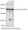 Integrin Alpha-L (ITGAL) Antibody