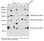 Myelin Basic Protein (MBP) Antibody