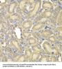 Myelin Basic Protein (MBP) Antibody
