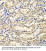 Myelin Basic Protein (MBP) Antibody