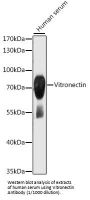 Vitronectin (VTN) Antibody