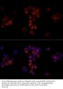 Aldose Reductase (AKR1B1) Antibody