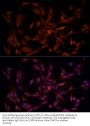 Aldose Reductase (AKR1B1) Antibody