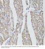 CD59 Glycoprotein (CD59) Antibody