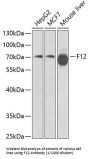 Coagulation Factor XII (F12) Antibody