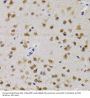 Cyclin-Dependent Kinase 7 (CDK7) Antibody