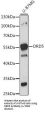 Dopamine Receptor D5 (DRD5) Antibody