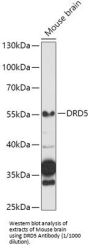 Dopamine Receptor D5 (DRD5) Antibody