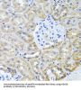 Histone Deacetylase 6 (HDAC6) Antibody