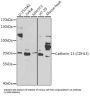 Cadherin-13 (CDH13) Antibody
