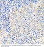FK506 Binding Protein 1A (FKBP1A) Antibody