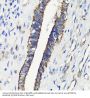 FK506 Binding Protein 1A (FKBP1A) Antibody