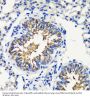 FK506 Binding Protein 1A (FKBP1A) Antibody