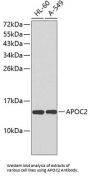 Apolipoprotein C2 (APOC2) Antibody