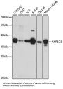 Aldo-Keto Reductase Family 1 Member C3 (AKR1C3) Antibody